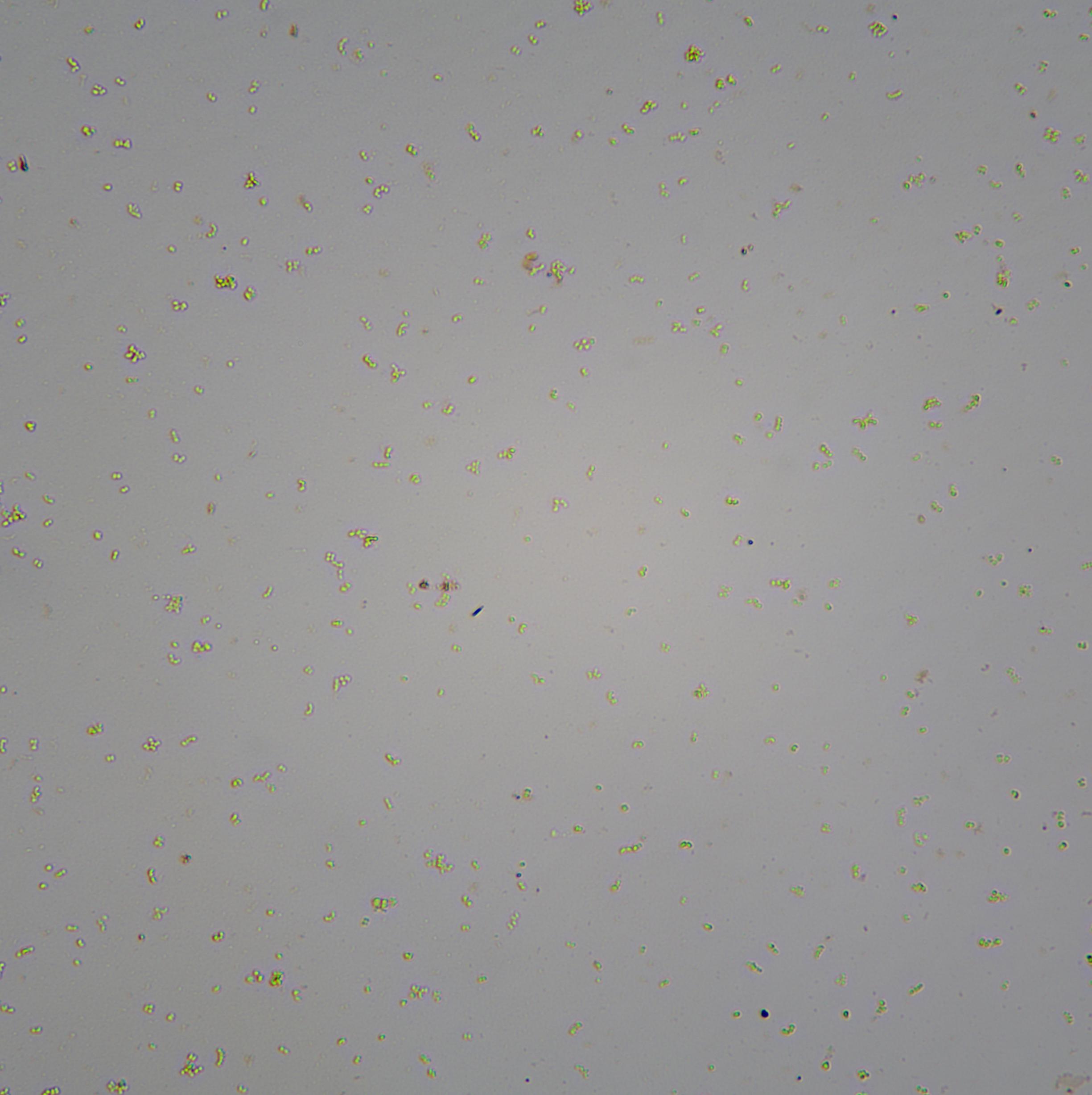 微生物细胞计数